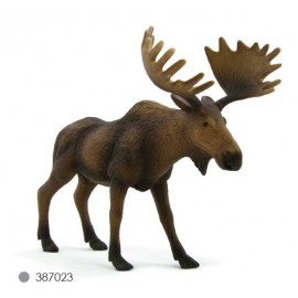 European Elk / Moose