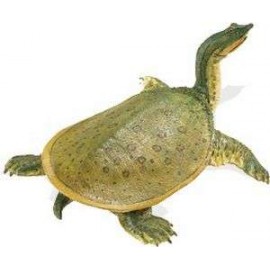 Soft Shell Turtle