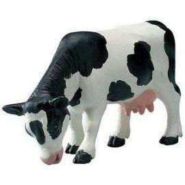 Holstein Cow Grazing